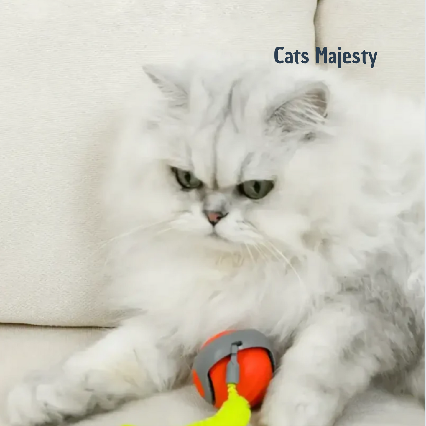chat jouant avec le jouet automatique Runner Tail