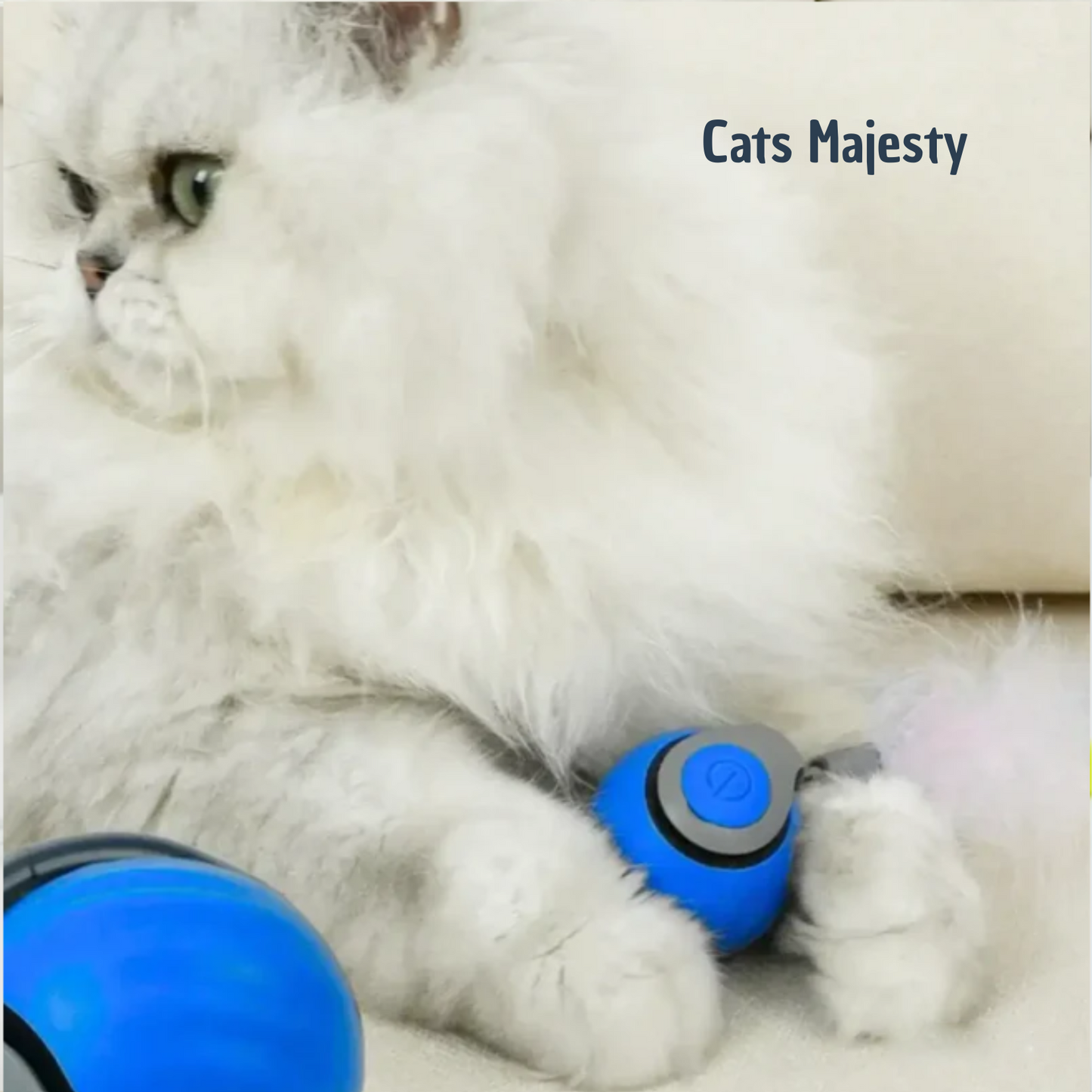 chat jouant avec le jouet automatique Runner Tail