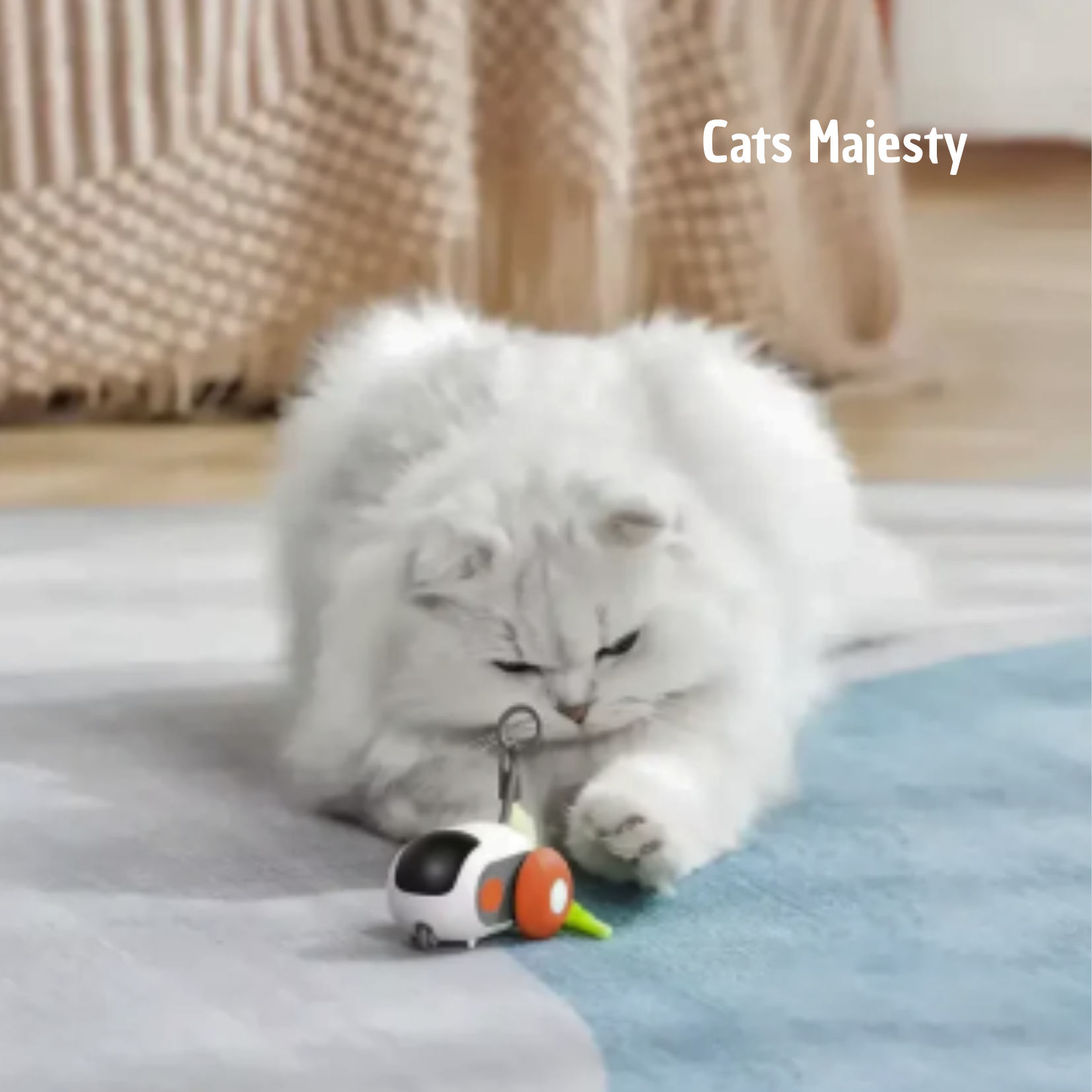 Chat jouant avec un jouet automatique, Racer Tail 